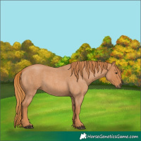 Horse Color:Red Roan 