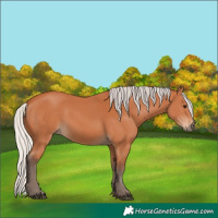 Horse Color:Silver Bay 
