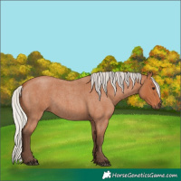 Horse Color:Silver Bay Roan 