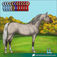Horse Color:Silver Brown Roan Dun Tobiano