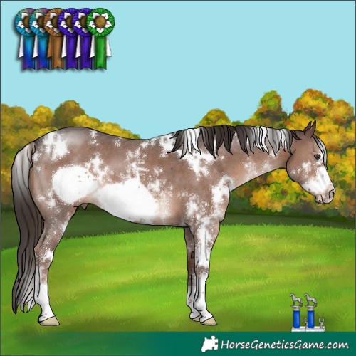Horse Color:White Spotted Liver Chestnut Sabino Frame 