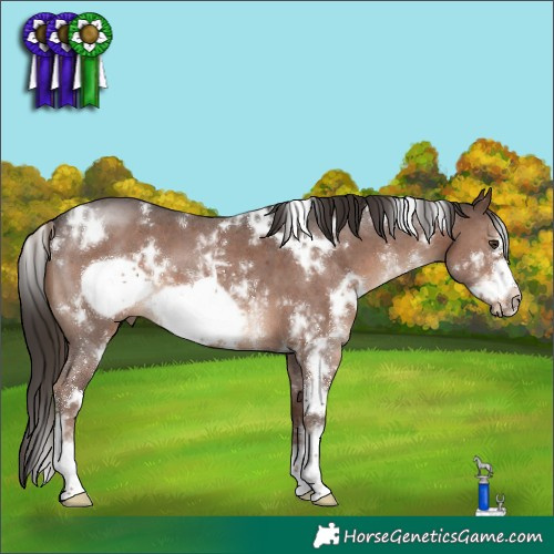 Horse Color:White Spotted Liver Chestnut Sabino Frame 
