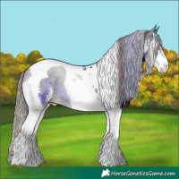 Horse Color:Liver Chestnut Sabino Tobiano 