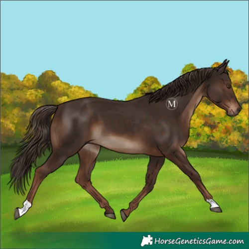 Horse Color:Liver Chestnut 