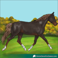 Horse Color:Liver Chestnut 