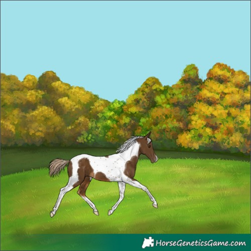 Horse Color:Chocolate Palomino Tobiano Appaloosa 