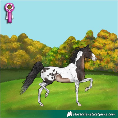 Horse Color:Brown Tobiano Appaloosa 