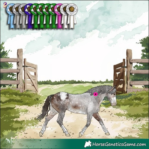 Horse Color:Bay Appaloosa