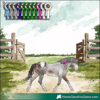 Horse Color:Bay Appaloosa 