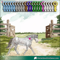 Horse Color:Bay Appaloosa 