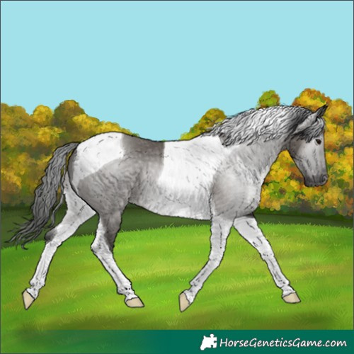 Horse Color:Gray Grullo Tobiano Appaloosa 