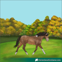 Horse Color:Gray Amber Champagne Tobiano Varnish 