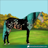 Horse Color:Void Watercolor Bay Ice Tobiano Appaloosa