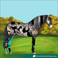 Horse Color:Brown Ice Onyx Tobiano Appaloosa 