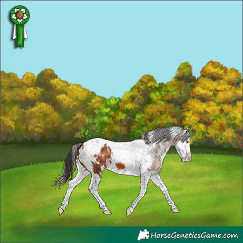 Horse Color:White Spotted Bay Splash Tobiano Appaloosa 