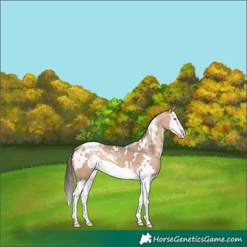 Horse Color:White Spotted Amber Champagne Splash Frame Appaloosa 