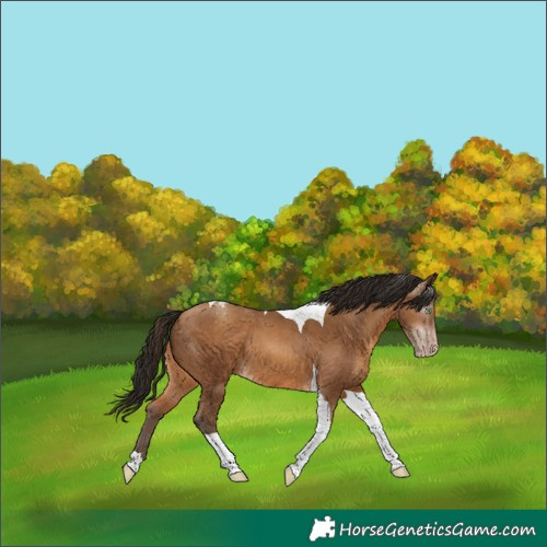 Horse Color:Gray Amber Champagne Tobiano Varnish