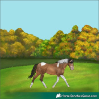 Horse Color:Gray Amber Champagne Tobiano Varnish 