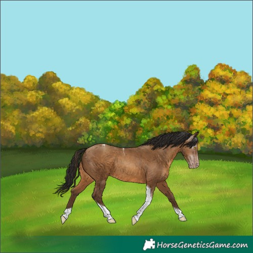 Horse Color:Gray Amber Champagne Tobiano Varnish