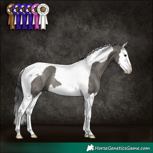 Horse Color:Grullo Splash Tobiano Rabicano 