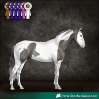 Horse Color:Grullo Splash Tobiano Rabicano