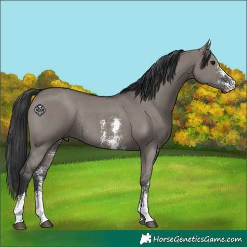 Horse Color:Grullo Sabino Rabicano 