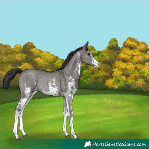 Horse Color:Grullo Sabino Rabicano 