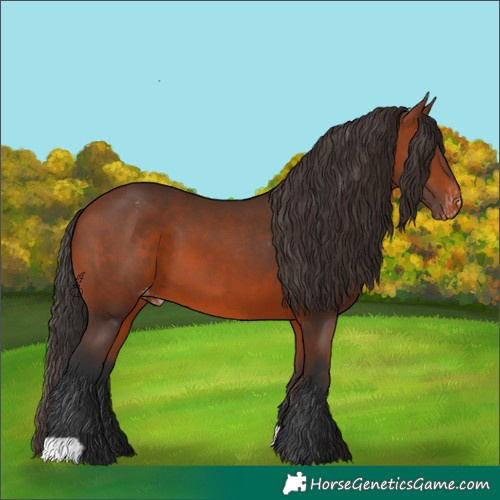 Horse Color:Bay Appaloosa 