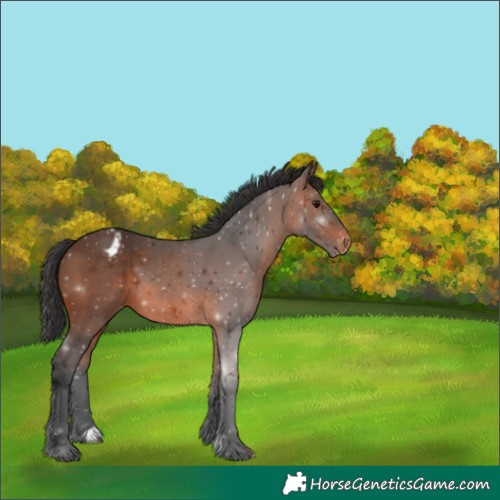 Horse Color:Brown Appaloosa 
