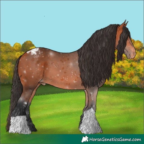 Horse Color:Bay Appaloosa 