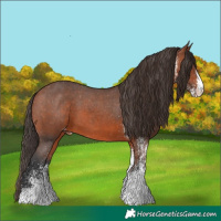 Horse Color:White Spotted Bay Appaloosa