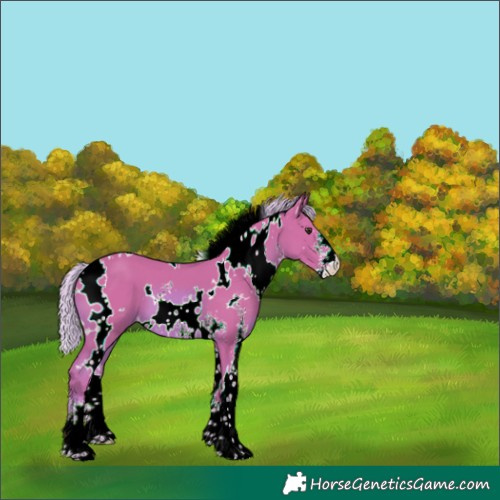 Horse Color:Watercolor White Spotted Chestnut Sabino 