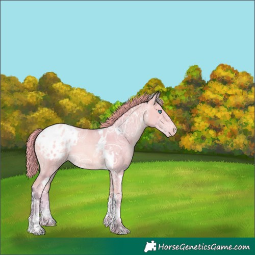 Horse Color:Watercolor Buckskin Ice Pearl Tobiano Appaloosa Rabicano 
