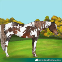 Horse Color:White Spotted Liver Chestnut