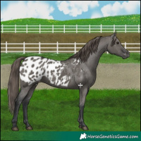 Horse Color:Grullo Appaloosa