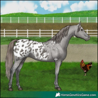 Horse Color:Grullo Appaloosa 