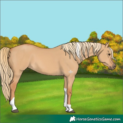 Horse Color:Red Dun Tobiano 