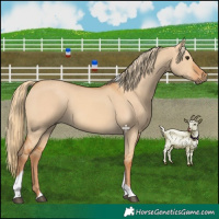 Horse Color:Red Dun Tobiano 
