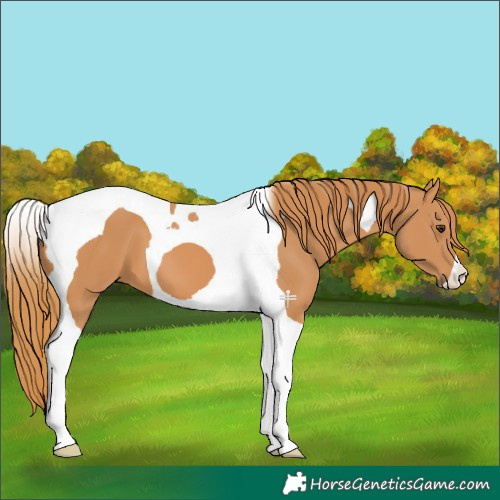 Horse Color:Chestnut Tobiano 