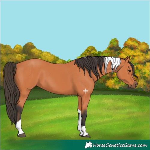 Horse Color:Bay Tobiano 