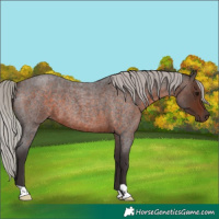 Horse Color:Silver Brown Roan 