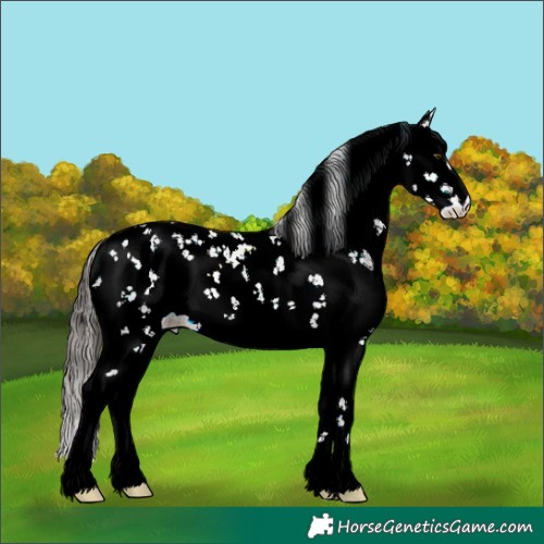 Horse Color:Liver Chestnut Ice Sabino Rabicano 