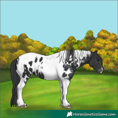 Horse Color:Black Tobiano Appaloosa 