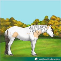 Horse Color:Buckskin Splash Tobiano 