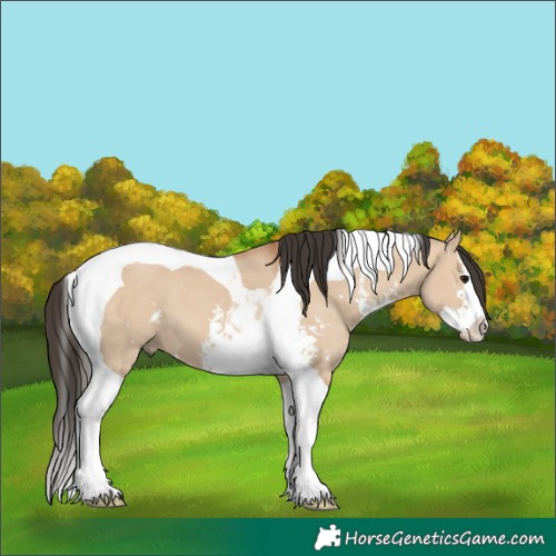 Horse Color:Unknown 
