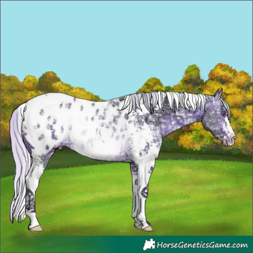 Horse Color:Silver Brown Chinchilla Ice Sabino Tobiano Blanket Rabicano 