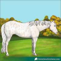 Horse Color:Cremello Appaloosa