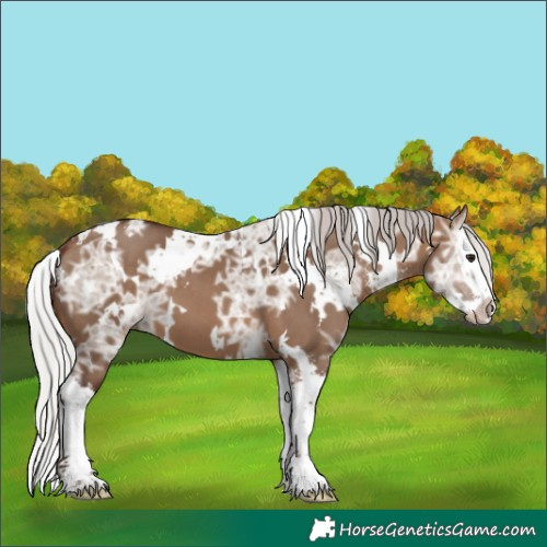 Horse Color:White Spotted Silver Brown Ice Dun Sabino Splash 