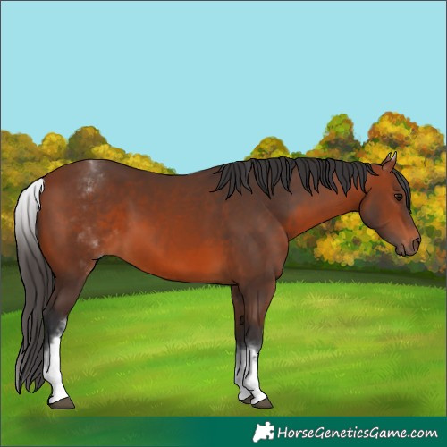 Horse Color:White Spotted Bay 