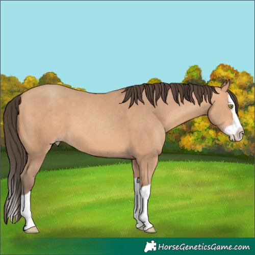 Horse Color:Amber Champagne Splash
